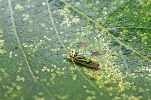 211217 Eupterycyba jucunda