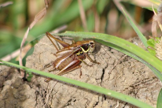 211223 roesel's bush cricket