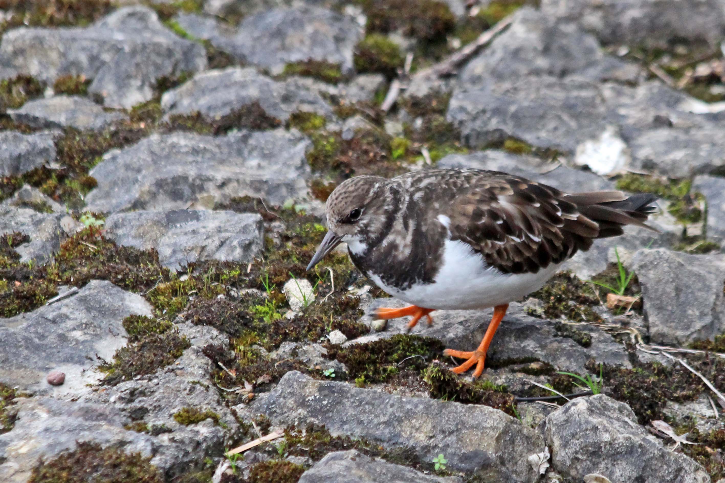 211225 turnstone