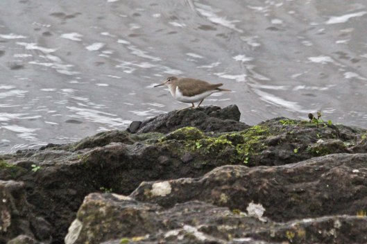 220101 common sandpiper