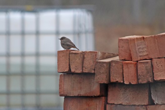 220105 black redstart female