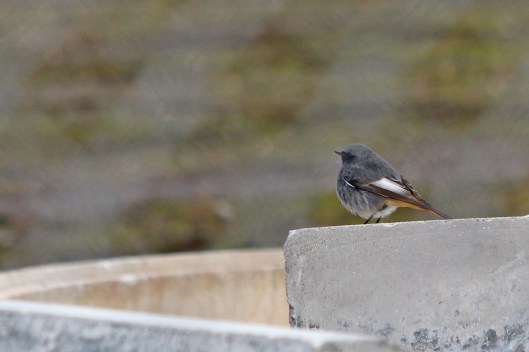 220105 black redstart male