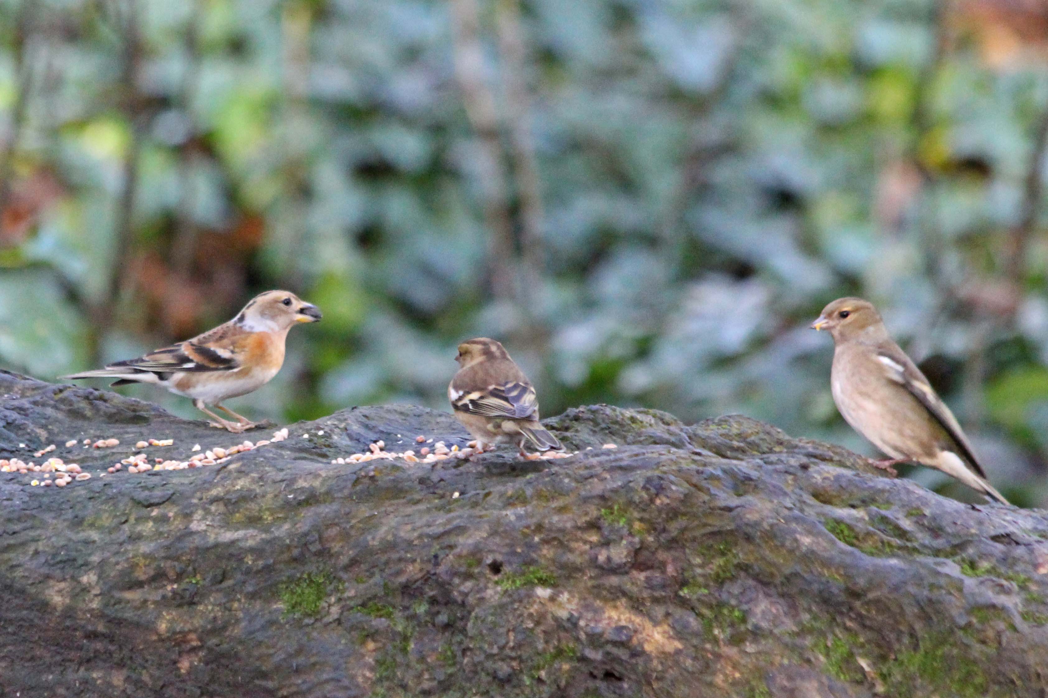220108 brambling (1)