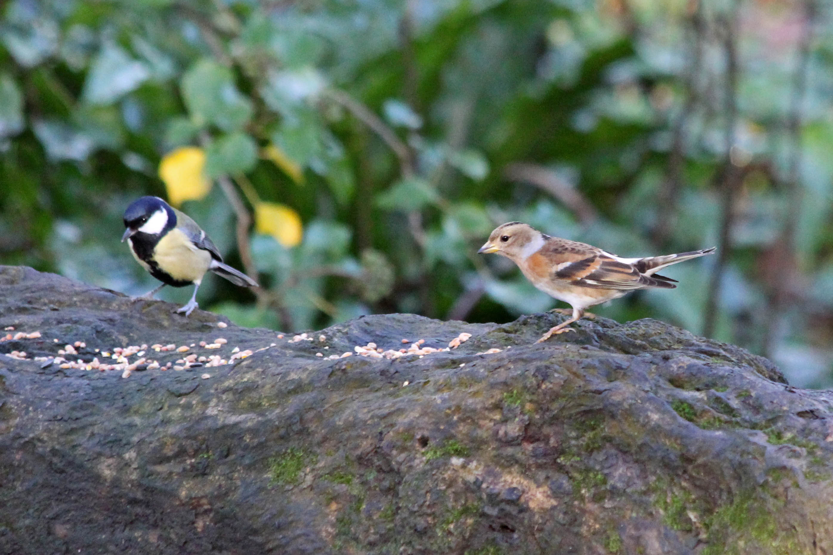 220108 brambling (2)