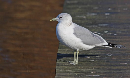 220117 common gull (2)