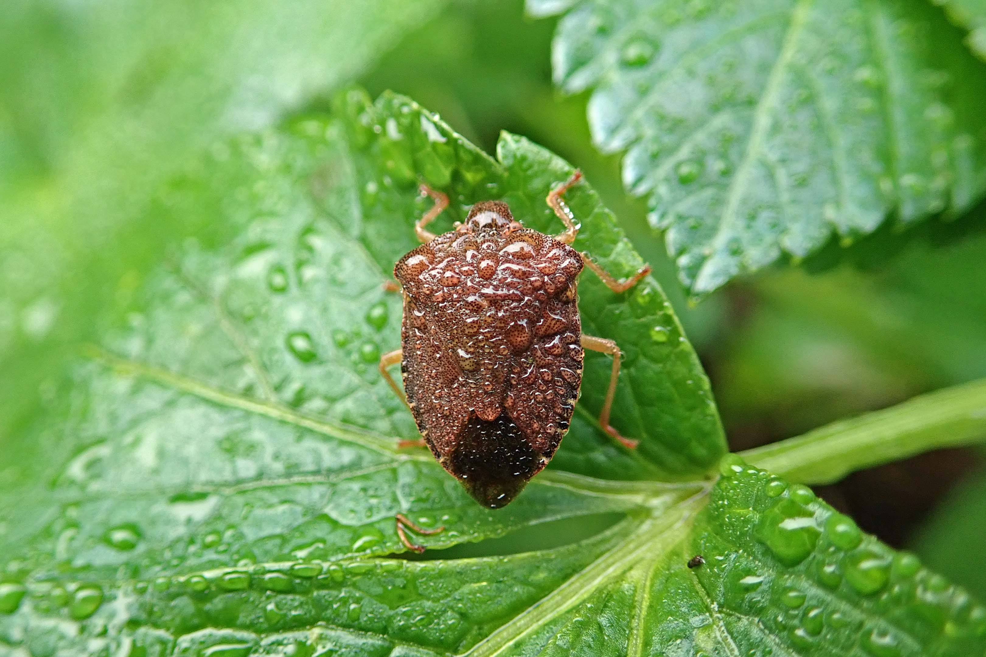 220118 green shieldbug