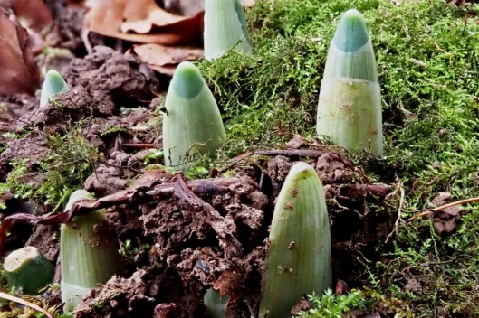 220127 green fingers