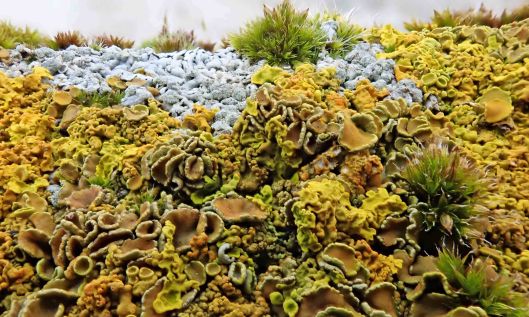 220128 lichen landscape