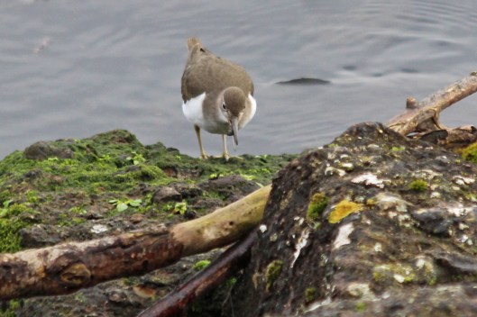 220129 common sandpiper