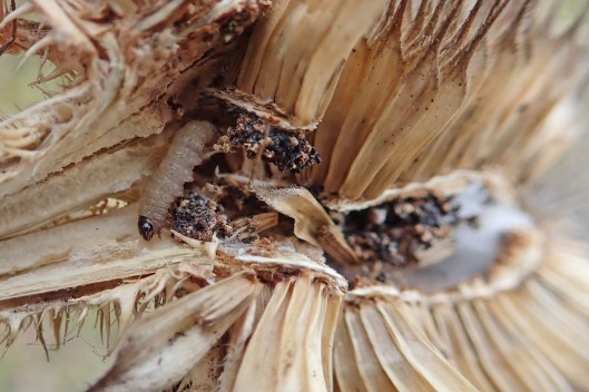 220131 Endothenia sp (2)