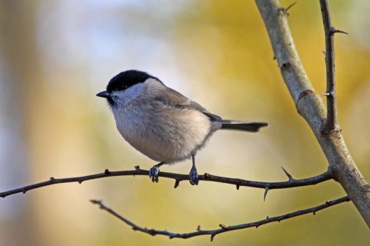 220201 marsh tit