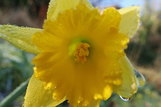 220206 damp daffodils (2)