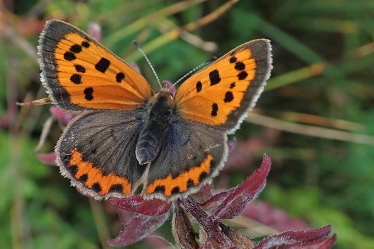 220208 small copper