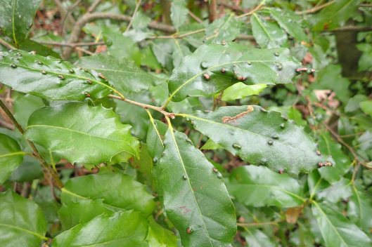 220209 Aceria ilicis on holm oak (1)
