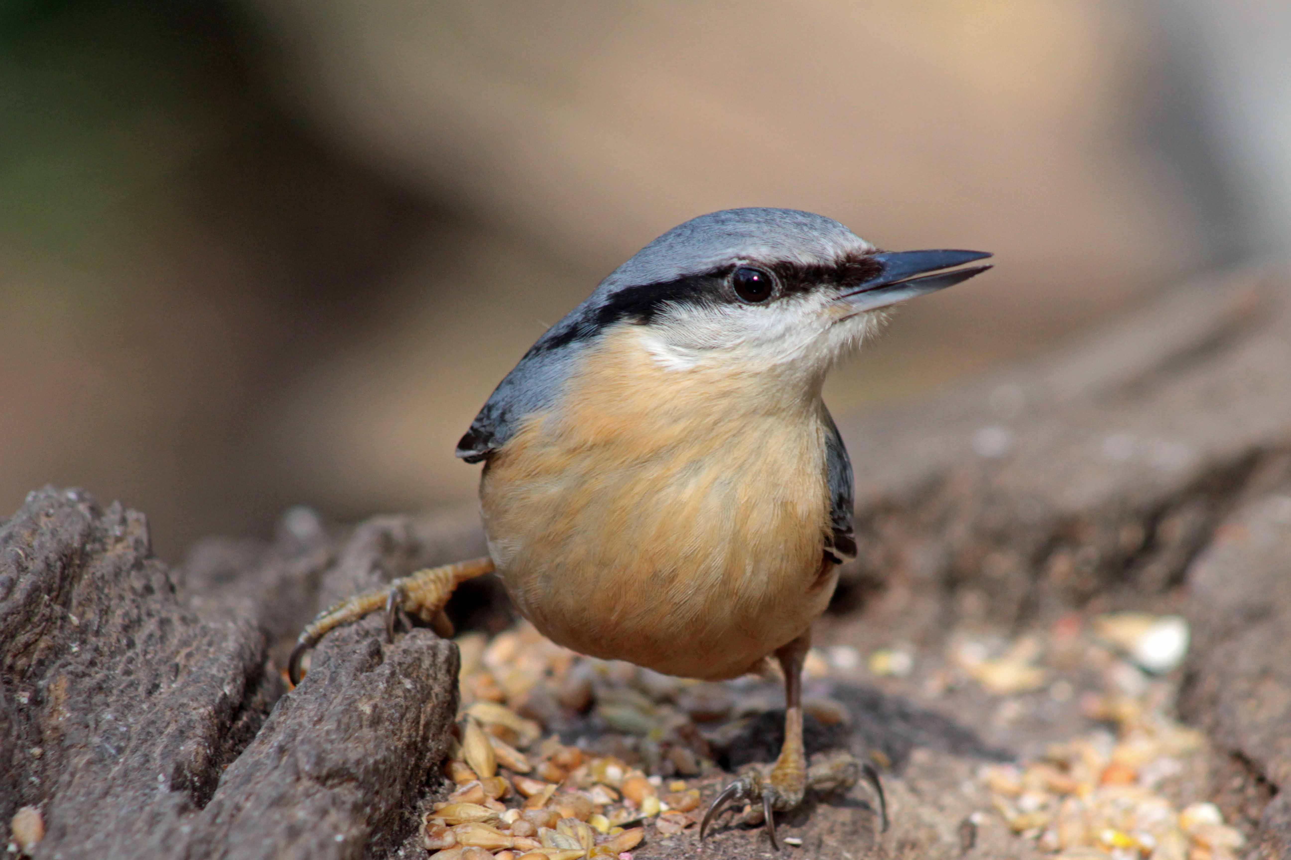 220210 nuthatch