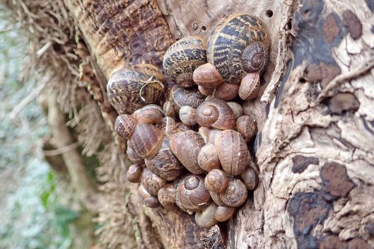 220212 snail huddle