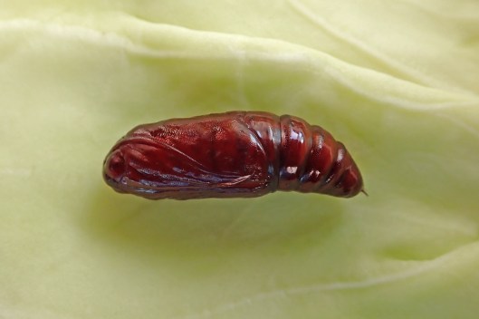 220223 Colin in colour