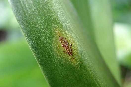 220225 bluebell rust