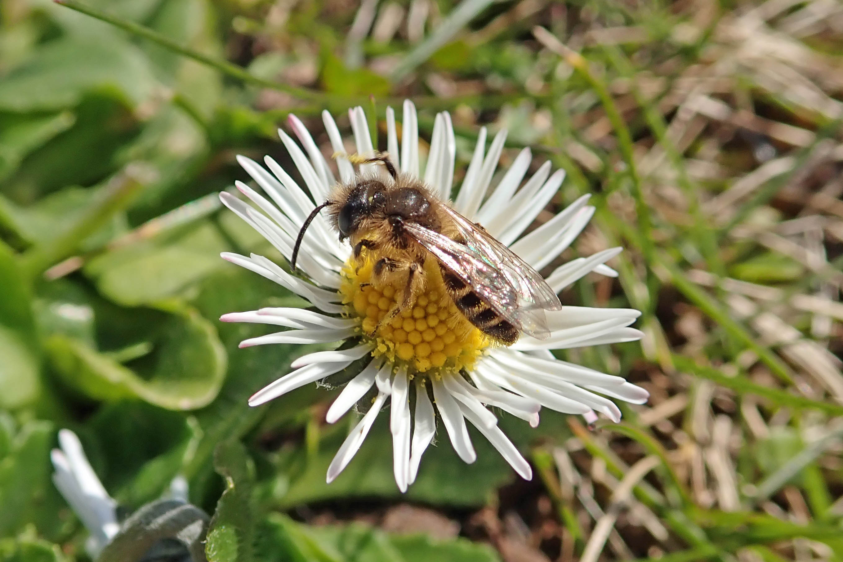 220228 andrena flavipes