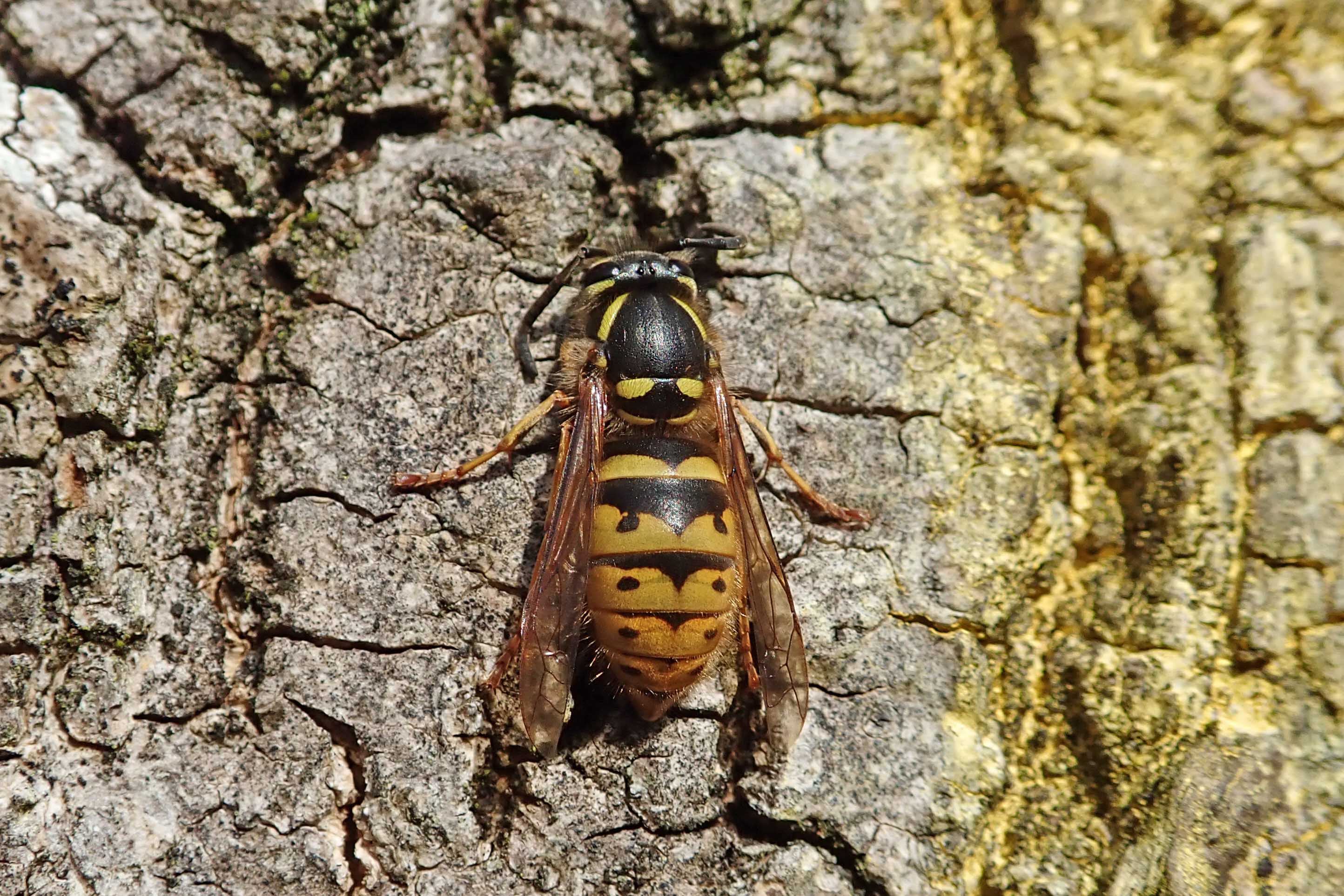 220228 vespula vulgaris