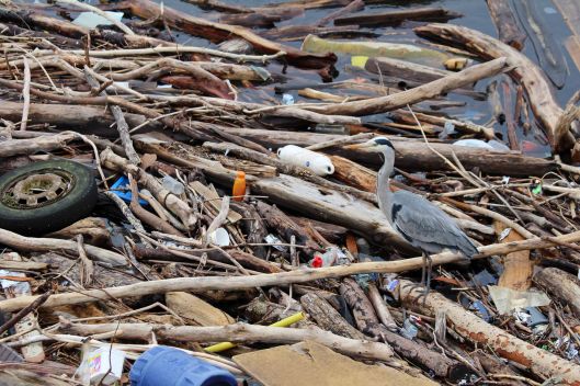 220301 heron in rubbish