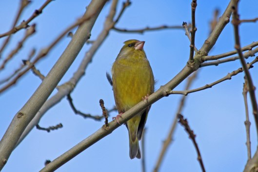 220305 greenfinch