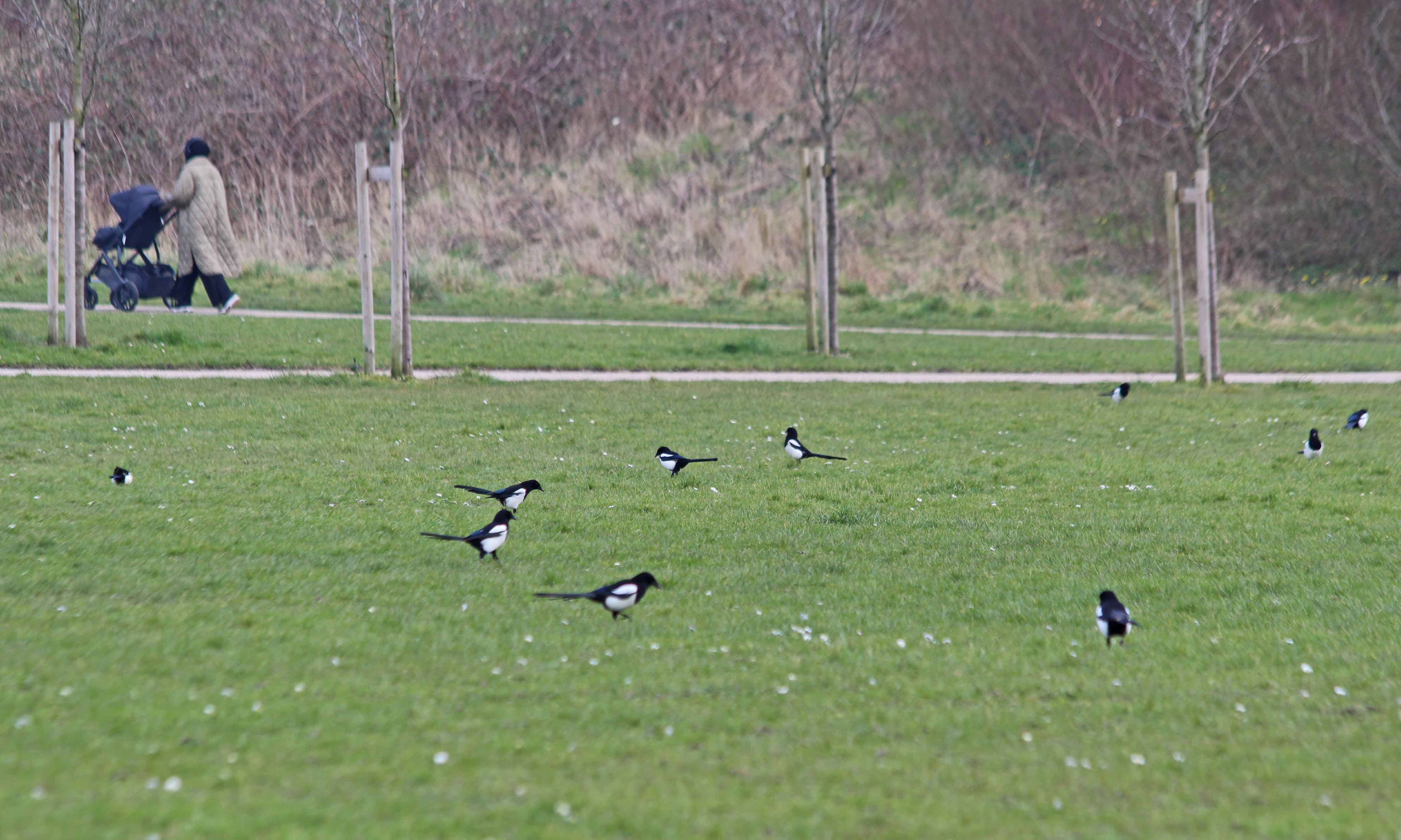 220308 magpies (1)