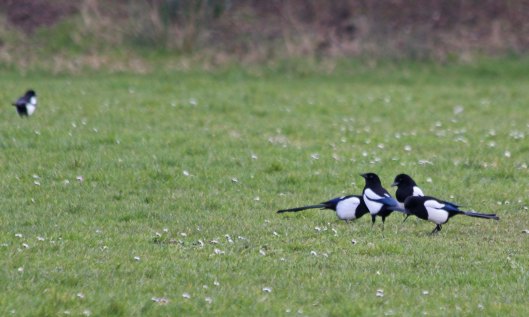 220308 magpies (2)