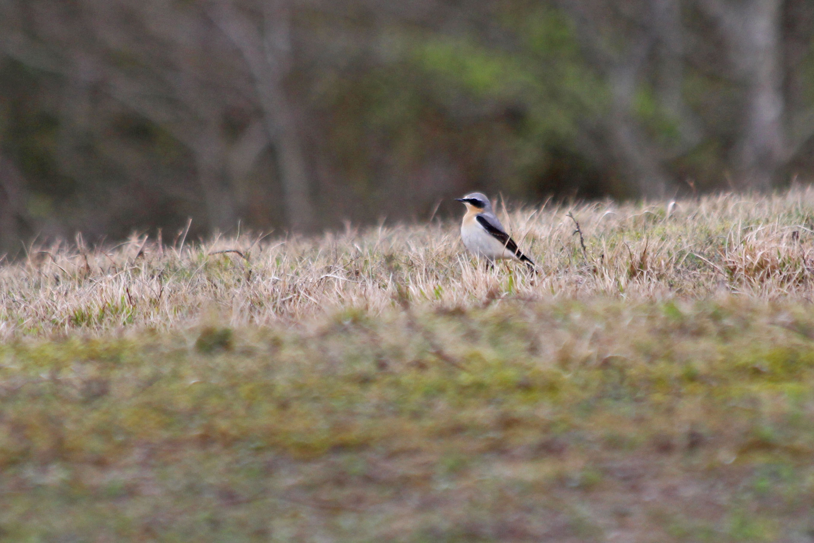 220312 wheatear