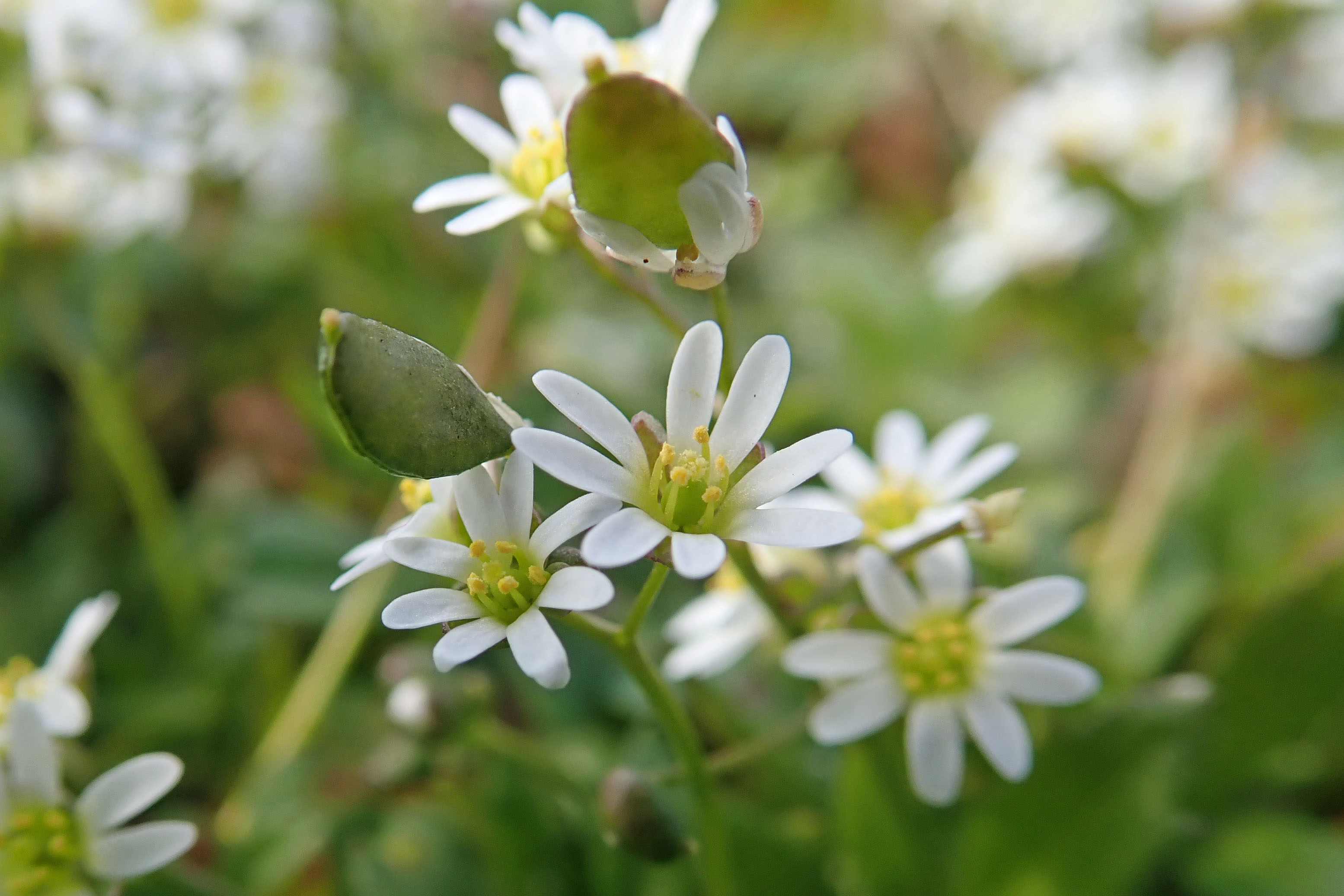 220313 common whitlowgrass (2)