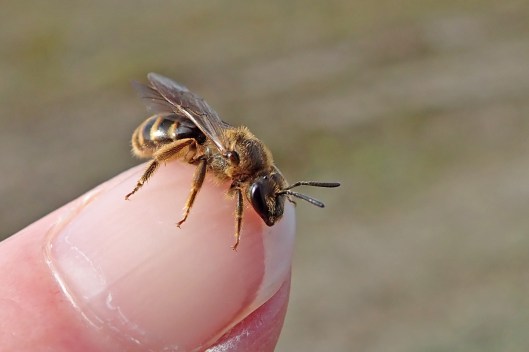 220314 bee on finger