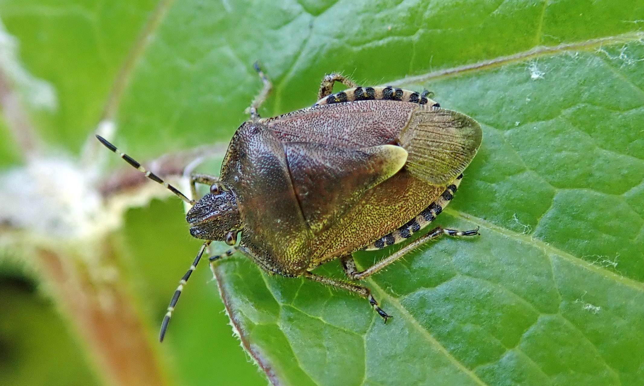 220316 hairy shieldbug
