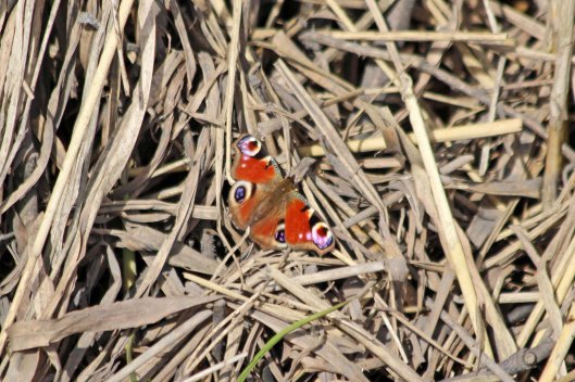 220316 peacock butterfly