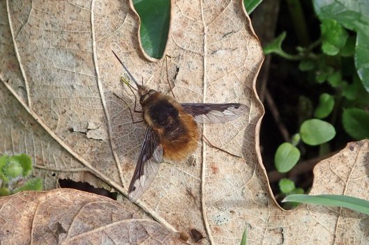 220318 bee-fly