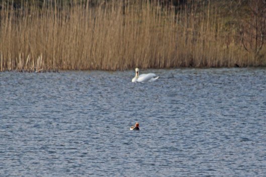 220322 red-crested pochard (1)