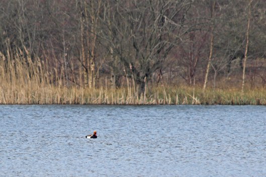 220322 red-crested pochard (2)