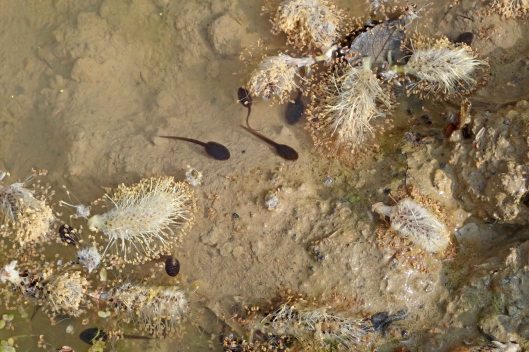 220330 tadpoles