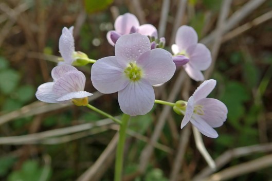 220403 cuckoo flower