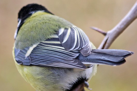 220404 great tit