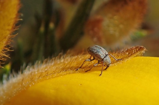 220407 gorse weevil