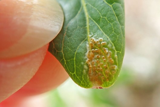 220408 Melampsora epitea (1)