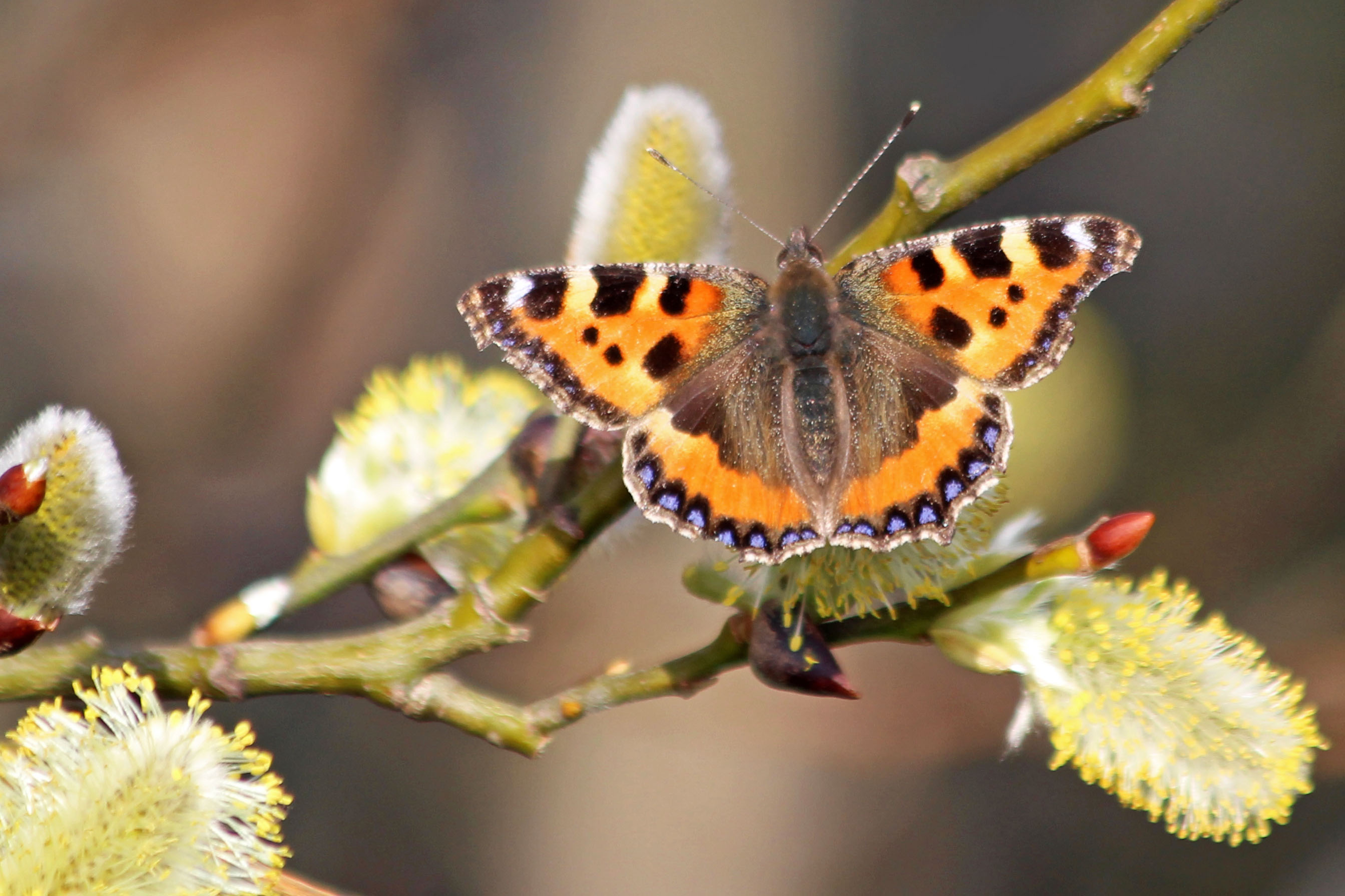 220409 small tortoiseshell