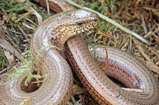 220411 slow-worm