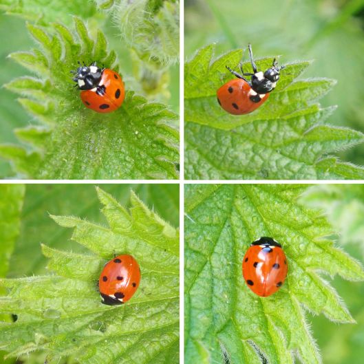 220413 7spot ladybirds