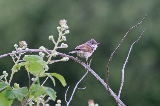 220414 whitethroat