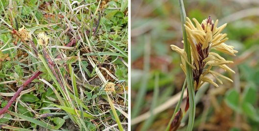 220417 glaucous sedge
