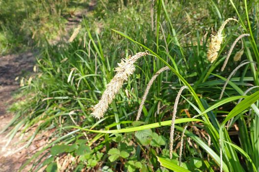 220417 pendulous sedge