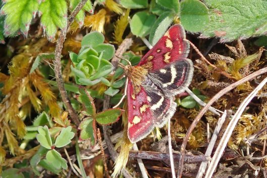 220418 Pyrausta purpuralis