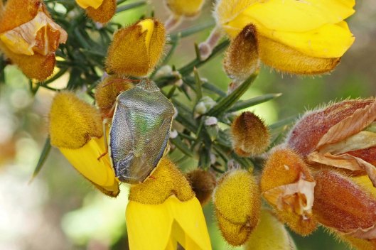220419 gorse shieldbug