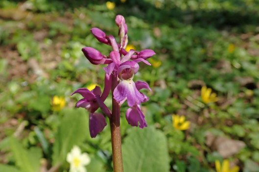 220422 early purple orchid